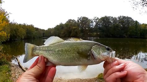 Fall Fishing for Bass and Trout - Realistic Fishing