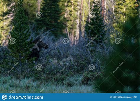 Moose In Rocky Mountain National Park Stock Photo Image Of Grass