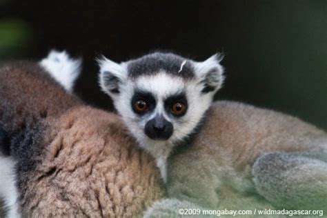 Picture Baby Ring Tailed Lemur