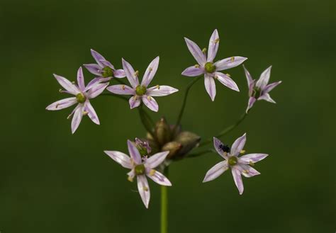 Canadian Meadow Garlic Prairie Danne · Inaturalist