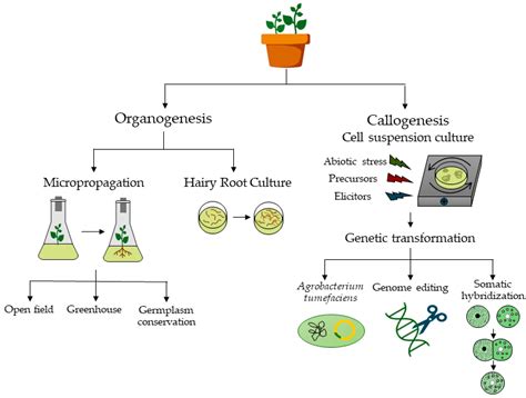 Plant Tissue Culture Diagram