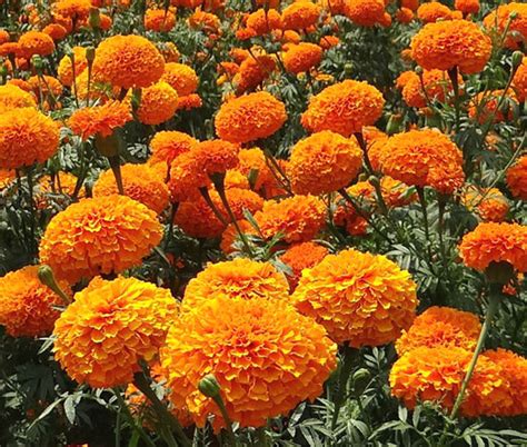 Marigold Crackerjack Mix Tagetes Erecta Seeds