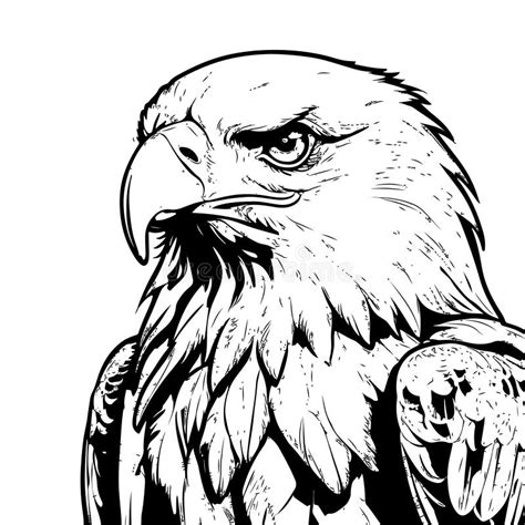 Detailed Eagle Line Art Illustration Stock Vector Illustration Of