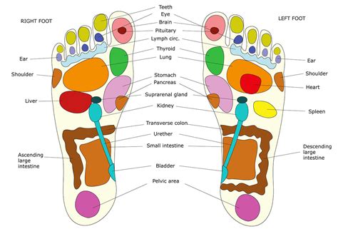 Reflexolog A Podal C Mo Interpretar El Mapa Del Pie Ehs