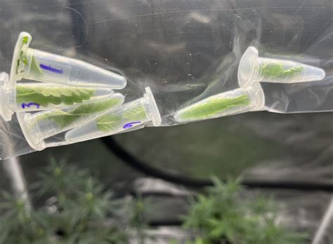 Plant Sex Testing Expands Medical Options Illinois News Joint