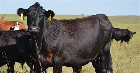 Horn Fly Control In Cattle - The 30/30 Rule