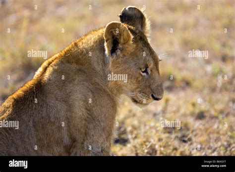 Lioness Cub In The Masai Mara Stock Photo Alamy