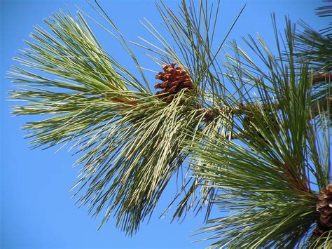 Pinus Ponderosa Ponderosa Pine Care And Cultivation Travaldos Blog