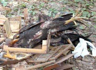 Pm Flagra Rinha De Galo E Prende Duas Pessoas No Bairro Promorar