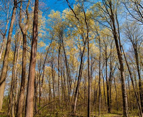 Burnett Woods Nature Preserve | Central Indiana Land Trust