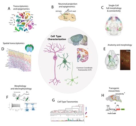 Cell Type Profiling And Major Approaches A Variety Of Multimodal