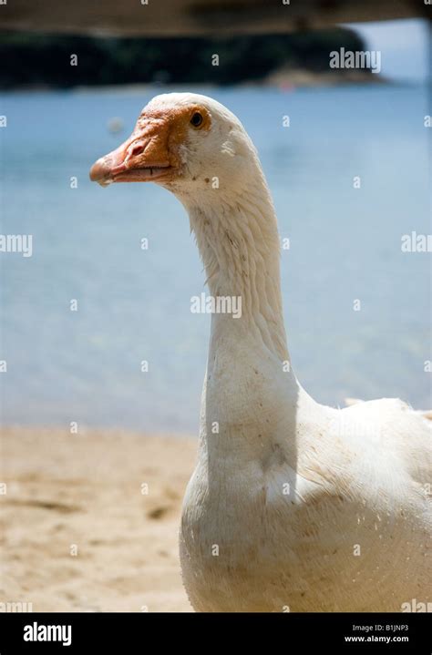 White Pekin Duck Stock Photo - Alamy