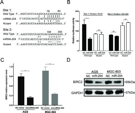 BIRC2 MRNA Is A Target For MicroRNA 204 In Gastric Cancer Cells A