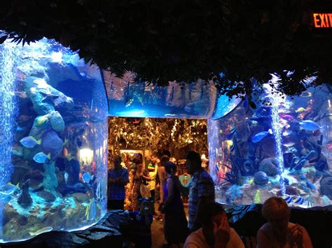 best aquarium in orlando florida - Rayna Wheat