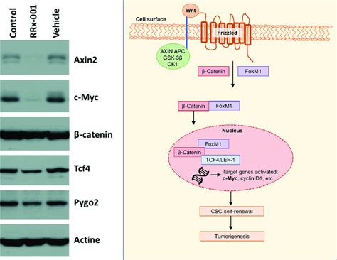 Western Blot Of Analysis Of Wnt Target Genes With Wnt Pathway Shown To