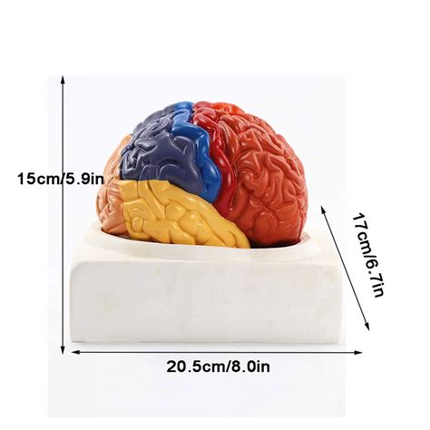 Life Size Human Brain Anatomical Model Anatomy Part Model Of Brain