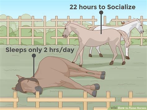 How To Raise Horses With Pictures Wikihow