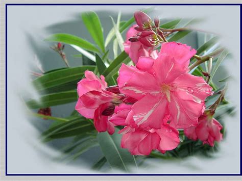 Flowers Pink Plant Bloom Flowering Oleander Hd Phone Wallpaper