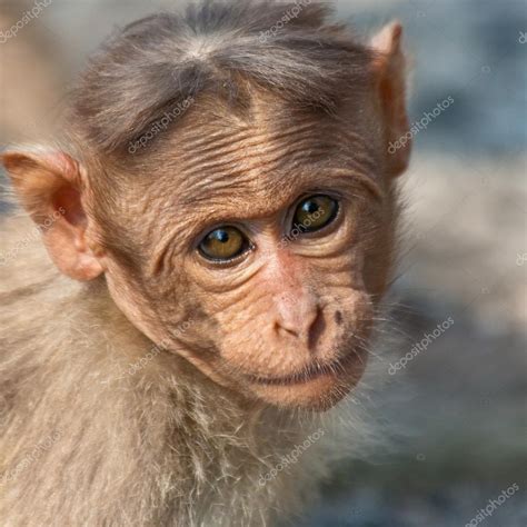 Baby Bonnet Macaque Portrait — Stock Photo © nstanev #13167848