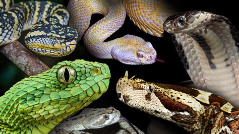 Venomous Snake Collector Cards and Enclosure Labels – Exotic Pet Decor