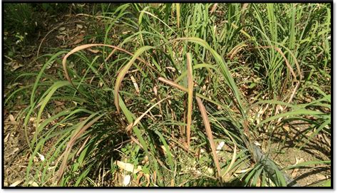 Typical Leaf Blight Symptoms On Lemon Grass Download Scientific Diagram