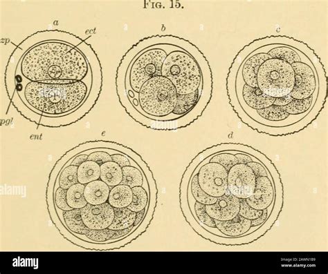 Fertilized Ovum Divides Hi Res Stock Photography And Images Alamy