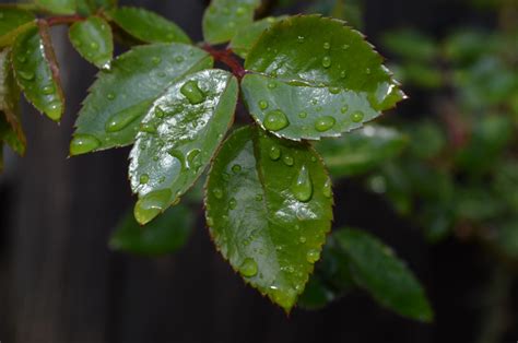 Free Images Tree Nature Branch Leaf Flower Green Produce