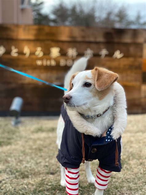 2022年│愛犬といっしょに雪遊びができるドッグラン付きのお宿3選 犬とおでかけドギゴー関西のお出かけ。国内旅行そして、健康のこと。