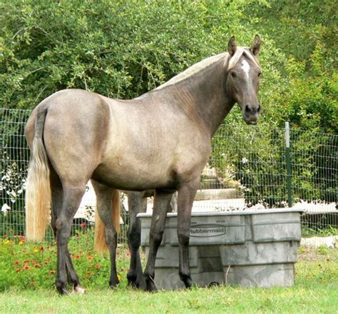 Pin By Litsa Larson On Large Horses Horses Horse Photos Beautiful