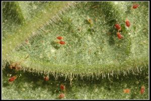 Spider Mite Predators - March Biological