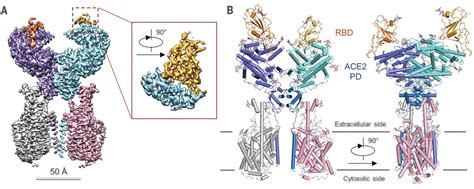 Structural Basis For The Recognition Of Sars Cov By Full Length Human