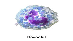 Basophils | Characteristics, Function & Structure - Lesson | Study.com