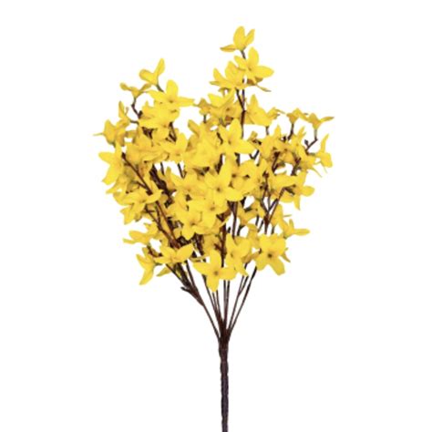 Forsythia BUSH Yellow - Village Green