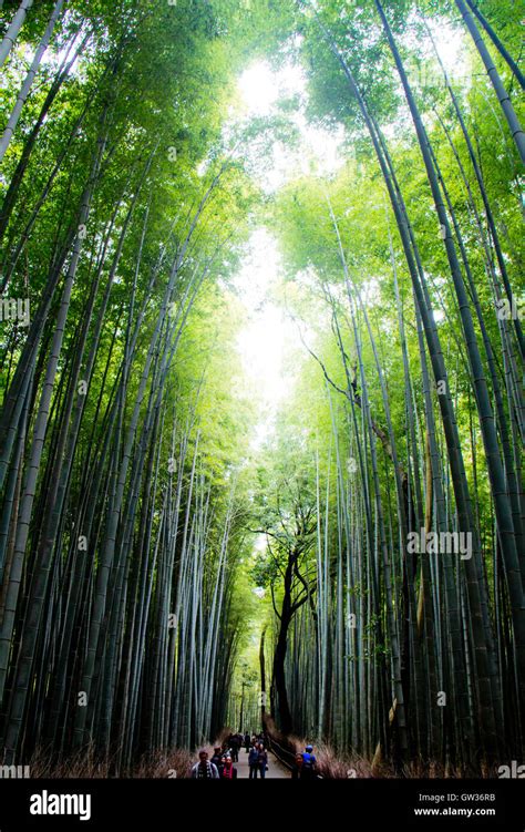 Bamboo Forest in Kyoto Japan Stock Photo - Alamy