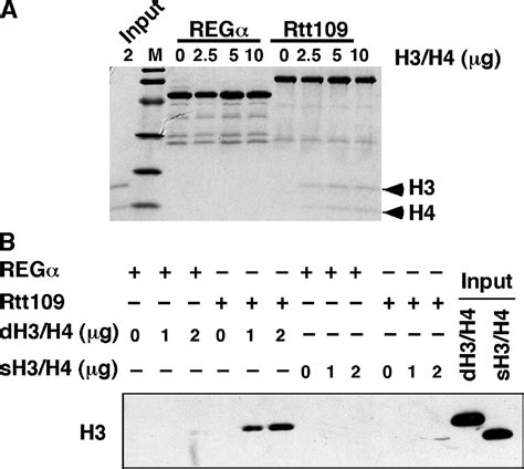 The Rtt Vps Histone Acetyltransferase Complex Acetylates Non