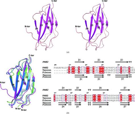 Iucr Crystal Structure Of The Second Fibronectin Type Iii Fn