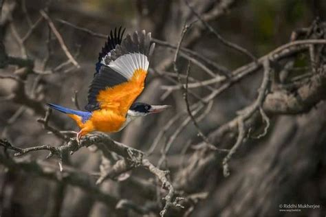 Birds spotted at Resorts in Sundarbans.