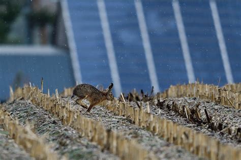 Photovoltaik Landesjagdverband Setzt Ma St Be F R Solarparks