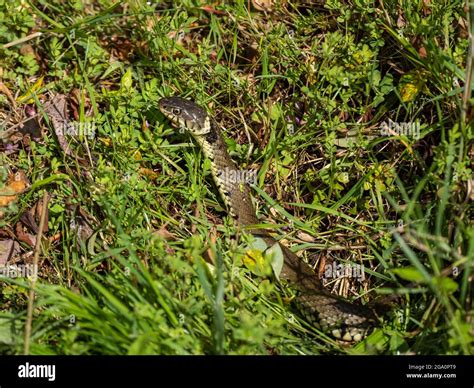 Close up of a Grass Snake Stock Photo - Alamy