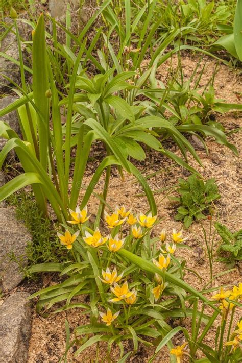 Flower Bed With Botanical Tulips Miniature Daffodils And Lilium