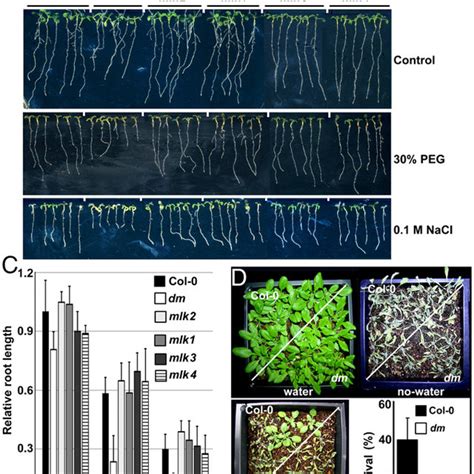 Plant Responses To Osmotic Salt Stress And H3t3 Phosphorylation Status Download Scientific