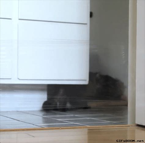 Cat Fail GIF - Find & Share on GIPHY