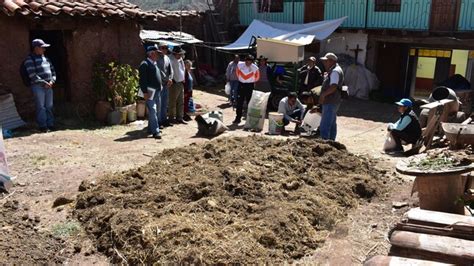 Cusco Productores De Acomayo Adoptan Tecnolog As Para Mejorar Calidad