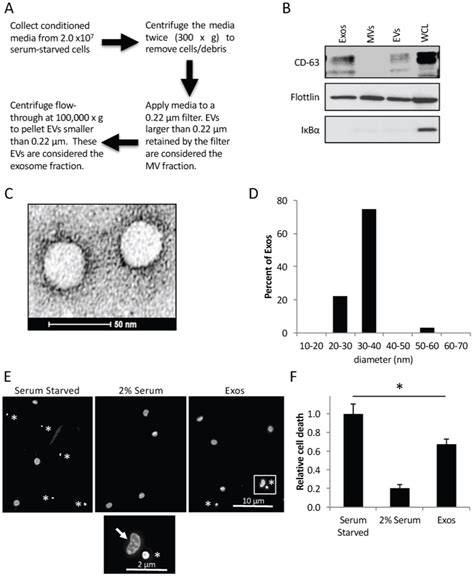 Mdamb Breast Cancer Cells Shed Exosomes And Exosomes And