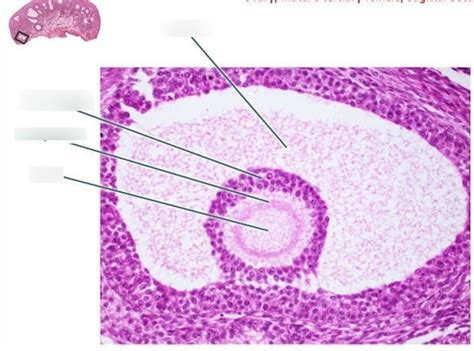 Vesicular Follicle Histology Diagram | Quizlet