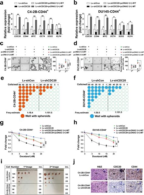 Cell Division Cycle 20 Cdc20 Drives Prostate Cancer Progression Via