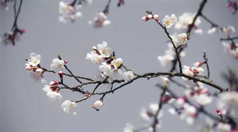 十首杏花詩詞，驚艷了整個春天 每日頭條