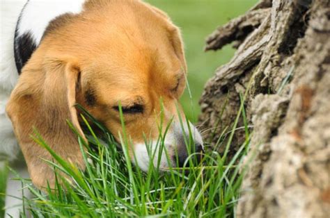 Você Sabe Por Que Os Cachorros Comem Grama TriCurioso