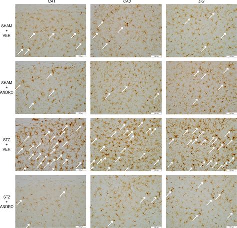 Representative Photomicrographs Of Iba1 Positive Cells In Ca1 Ca3 And