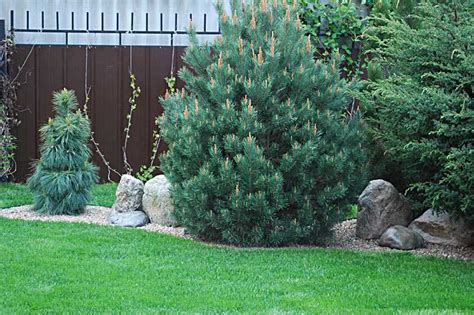 Хвойники в ландшафтном дизайне: 50 идей для вдохновения | Живу за городом